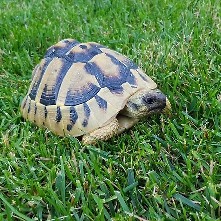 住宿加早餐酒店 Favola B&B 4*