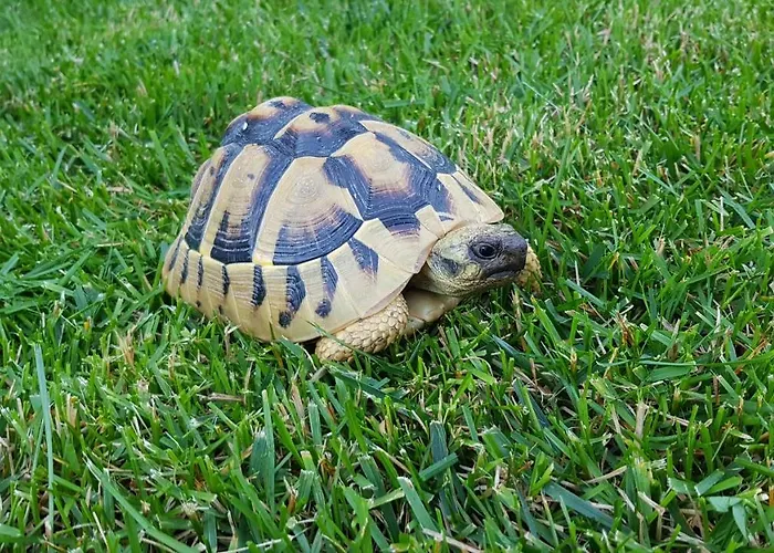 Bed & Breakfast Favola Exclusive 4*