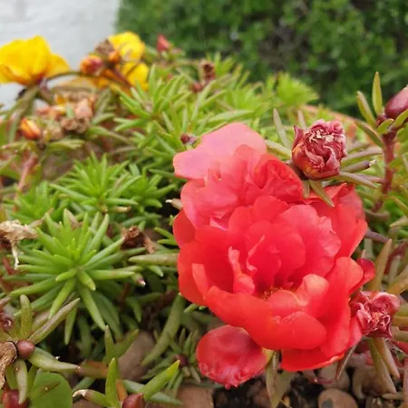 Alojamento de Acomodação e Pequeno-almoço Favola Exclusive